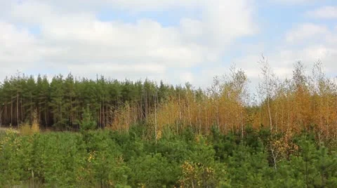 Clouds behind the trees in the forest (Time Lapse) Stock Footage 12383352
