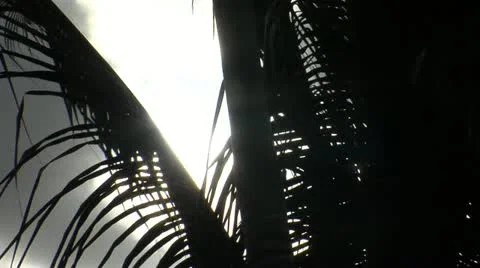 Clouds between Palm Tree Leaves Video Video stock 12761489