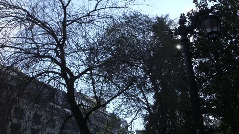 Clouds between trees in park Stock Footage 77051776