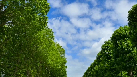 Clouds in the Blue Sky and the Fresh Green Horse Chestnut Trees Stock Footage 330614383