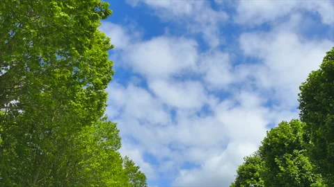 Clouds in the Blue Sky and the Fresh Green Horse Chestnut Trees Stock Footage 330614441