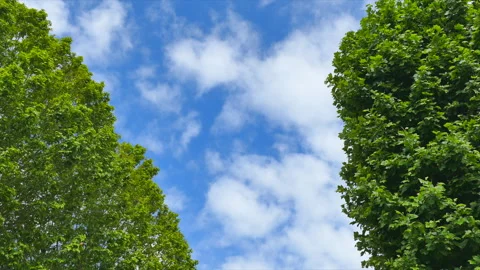 Clouds in the Blue Sky and the Fresh Green Horse Chestnut Trees Stock Footage 330614475