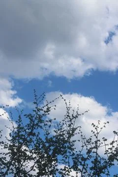 Clouds In The Blue Sky And Tree Stock Photos