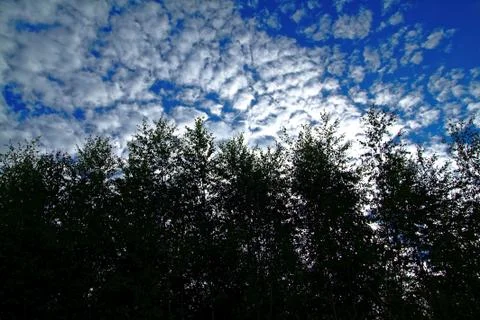 Clouds in the blue sky on the background of trees Stock Photos