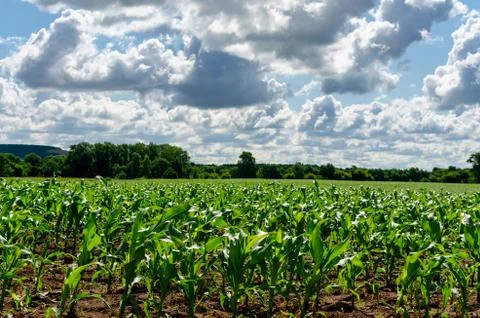 Clouds on a blue sky blue over a country road in a corn field on a sunny summer Stock Photos
