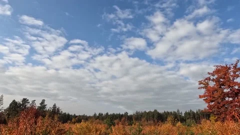 Clouds in the blue sky fly over the autumn forest. Stock Footage 196097498