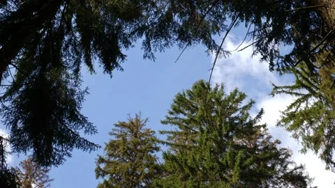 Clouds in the blue sky move across a forest clearing. Stock Footage 138161552