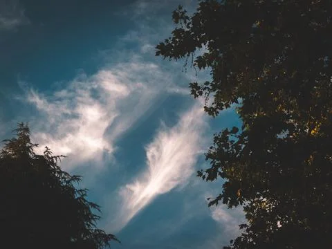 Clouds in the blue sky passing through the trees Stock Photos
