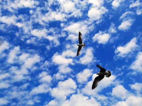 Clouds on blue sky with seagulls Stock Photos
