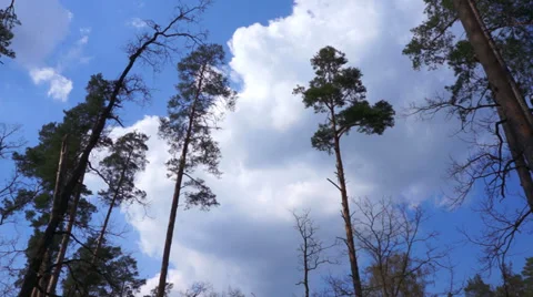 Clouds on blue sky. View from the forest. Timelapse. Stock-Footage 37248139