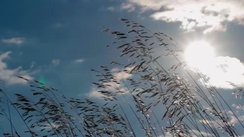 Clouds on a bright Sunny day in the field. Grass weeds oats Stock Footage 137970577