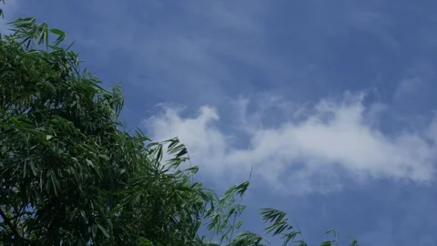 Clouds with clear blue skies over bamboo. Stock Footage 310599820