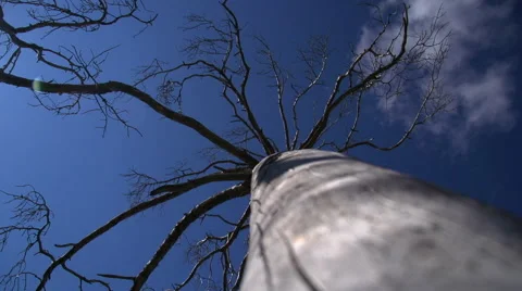 Clouds cling to the branches of a tree 스톡 동영상 54897517