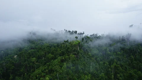 Clouds clinging to trees in the mountains in the tropics Stock-Footage 272747399