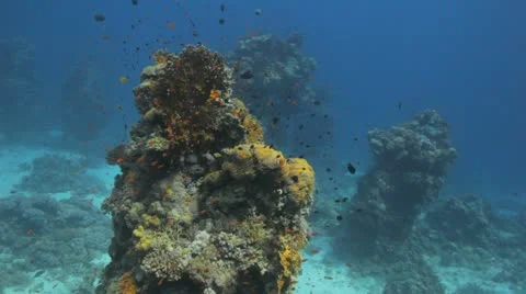 Clouds of clown and damsel fish at the anemone Stock Footage 22638673