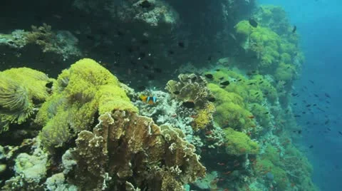 Clouds of clown and damsel fish at the anemone city Stock Footage 22641487