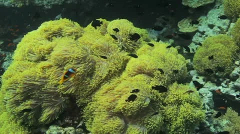 Clouds of clown and damsel fish at the anemone city Stock Footage 22641494