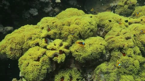 Clouds of clown and damsel fish at the anemone city Stock Footage 22641505