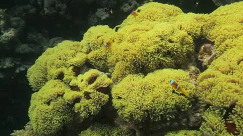 Clouds of clown and damsel fish at the anemone city 動画素材 22641520