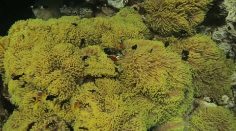 Clouds of clown and damsel fish at the anemone city Stock Footage 22641540