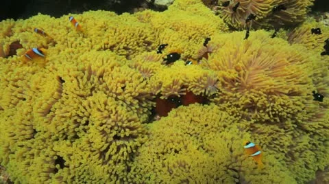 Clouds of clown and damsel fish at the anemone city Stock Footage 22641543