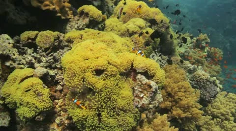Clouds of clown and damsel fish at the anemone city Stock Footage 22641547