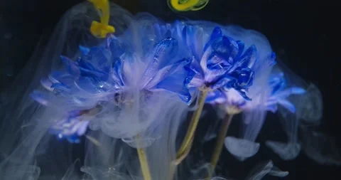 Clouds of colorful ink are falling down on a flower underwater, 4k Stock Footage 141570449