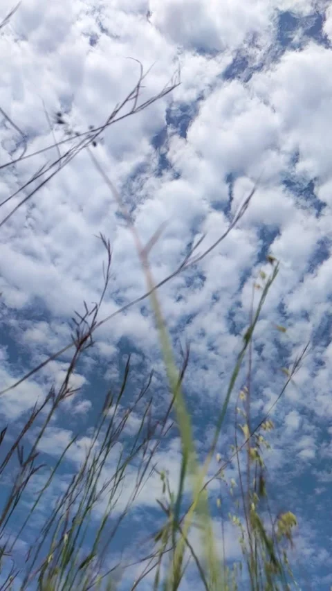 Clouds Cover the Blue Sky Over Grassy Field During Summer Afternoon Stock Footage 330795481