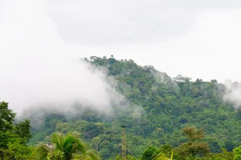 Clouds Covering the Trees in the Mountain Foto stock