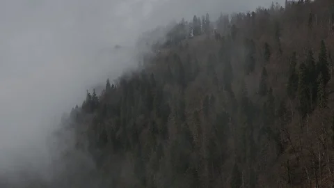 Clouds creep across the mountain 's surface, hiding the treetops. timelapse Stock Footage 126995349