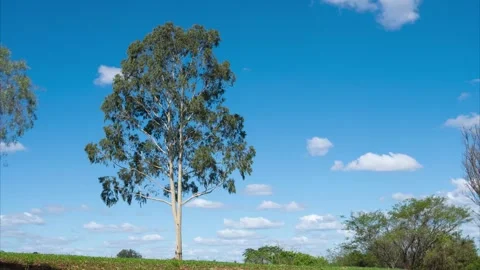 Clouds drift across a vast blue sky over a rural landscape with trees. Stock Footage 329010171