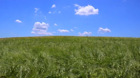 Clouds drift behind beautiful vast open fields of waving grain. Vidéo 41590132