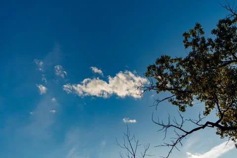 Clouds drift in the blue sky above trees in a rural area during daylight hour Stock Photos