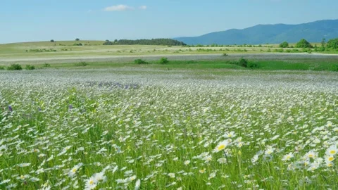 Clouds drift over the hillside full of daisies Stock Footage 314640356