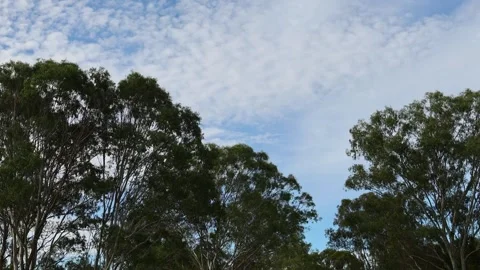 Clouds Drift Over Lush Green Tree Canopy 库存影片 306932361