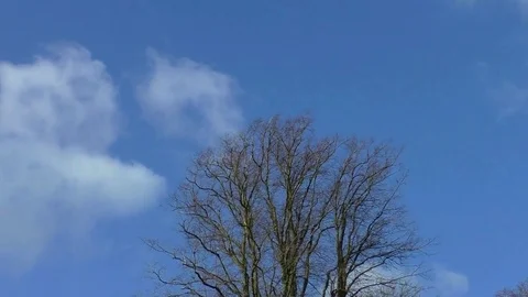 Clouds drifting over a bare tree in winter (timelapse) Stock Footage 77575983