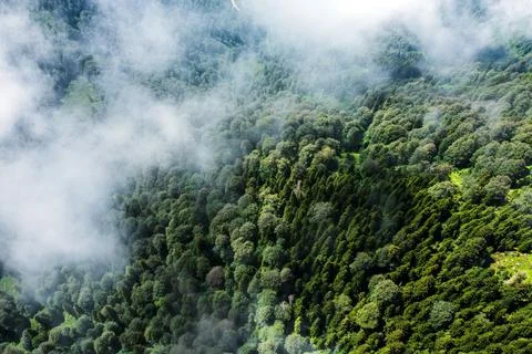 Clouds enveloping dense forests on the slopes of Gomismta, creating a mysterious Stock Photos