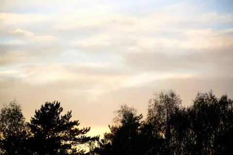 Clouds in the evening sky over the crowns of trees at sunset.	 Stock Photos