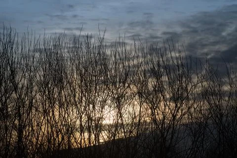 Clouds in the evening sky through the silhouettes of bushes. Stockfoto's