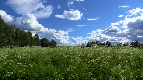 Clouds. field of grass and sky Stock Footage 221722575