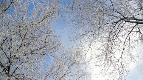 Clouds float above the trees in hoarfrost Stock Footage 59611081