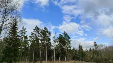 Clouds float across the blue sky above the forest 1 Video stock 332672787