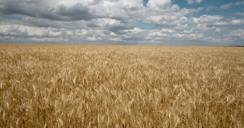 Clouds Float Across the Sky in A Wheat Field Stock Footage 111585889
