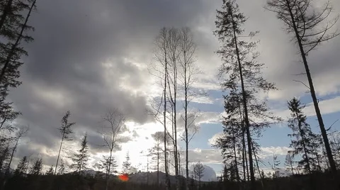 Clouds float across the sky. Winter forest Stock-Footage 64476984