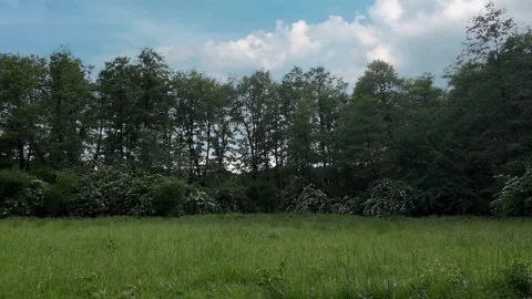 Clouds float along the grove.Horizontal panorama of the forest clearing. Stock Footage 106260216
