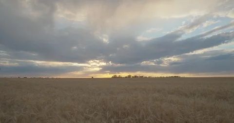 Clouds Float on The Endless Wheat Fields. Time lapse. Видео 111529403