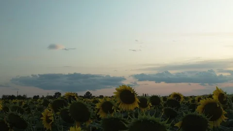 Clouds Float in The Evening Sky Over a Field of Sunflowers Stock Footage 113680792