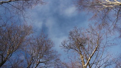 Clouds float high in the sky above the trees Stock Footage 84231100