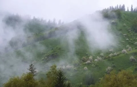 Clouds float over spring mountains with blooming fruit trees Foto stock