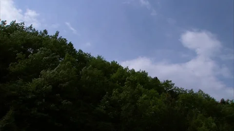 Clouds floating over green trees Stock-Footage 88688092